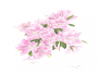Fiori