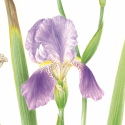 Iris pallida