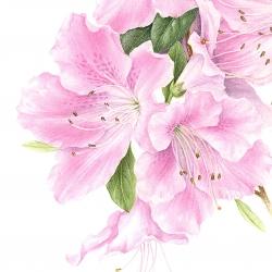 Rhododendron 'Encore ® Sweetheart