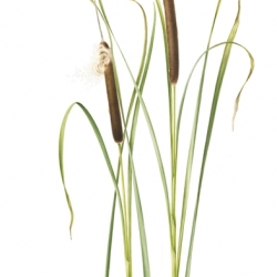 Typha latifolia L.
