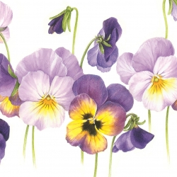 Viole del pensiero