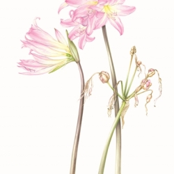 Amaryllis belladonna L.
