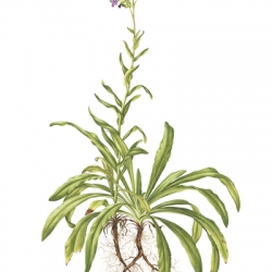 Anchusa officinalis L.
