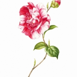 Camelia Japonica gigantea L