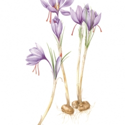 Crocus sativus L.