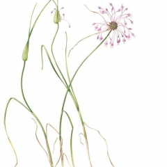 Flora Spontanea