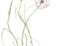 Flora Spontanea