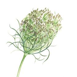 Daucus carota