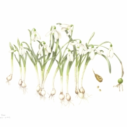 Galanthus nivalis L.