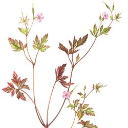 Geranium robertianum
