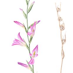 Gladiolus Italicus