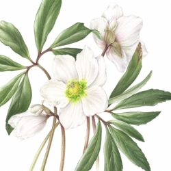 Helleborus niger L.