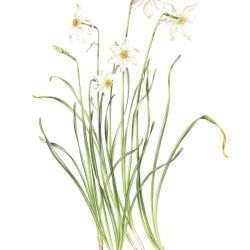 Narcissus poeticus-verbanensis L.
