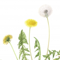 Taraxacum officinale Weber