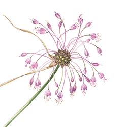 Allium carinatum L.