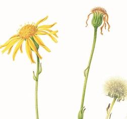 Arnica montana L.