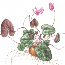 Cyclamen europaeum L.