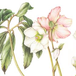 Helleborus niger L.