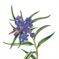 Lithospermum purpurocaeruleum L.