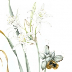 Pancratium maritimum L.