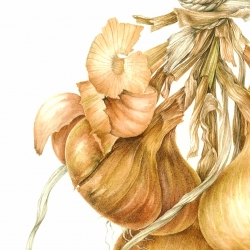 Allium cepa L.