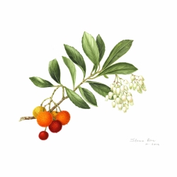 Arbutus unedo L.