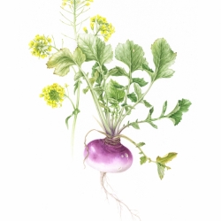 Brassica rapa L.