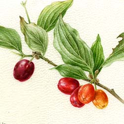 Cornus mas  L.