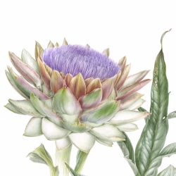 Cynara cardunculus subsp. scolymus L.  ‘Romanesco’ IGP