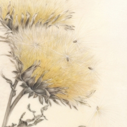 Cynara cardunculus  L. var. ‘Astili’