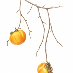 Diospyros kaki L.