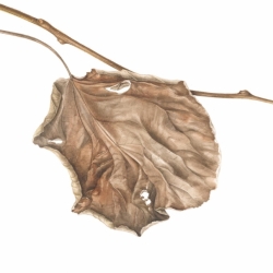 Foglia di kiwi, Actinidia deliciosa