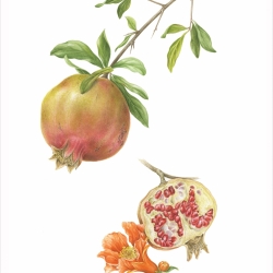 Punica granatum L.  Collezione privata