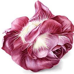Rosa di Gorizia