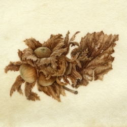 Corylus avellana