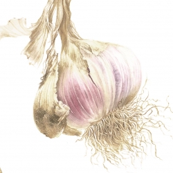 Allium sativum L.