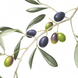 Olea europaea L.