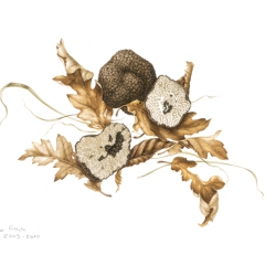Funghi e Licheni