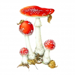 Amanita muscaria (L.) Lam.