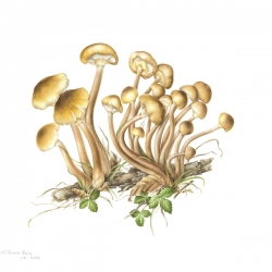 Armillaria mellea (Vahl : Fr.) Kummer
