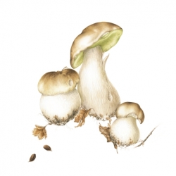 Boletus edulis Bull : Fr.