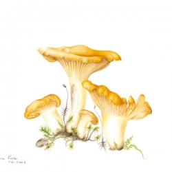 Cantharellus cibarius Fries: Fries