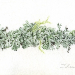 Lichene