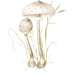 Macrolepiota procera (Scop.) Singer