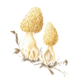 Morchella esculenta var. esculenta (L.) Pers.