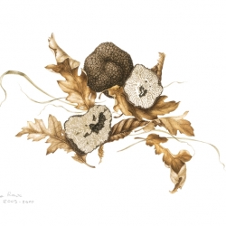 Tartufo di Bagnoli Tuber mesentericum Vittadini, 1831