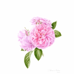Le rose dell'Agenda di Gardenia