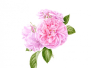 Le rose dell'Agenda di Gardenia